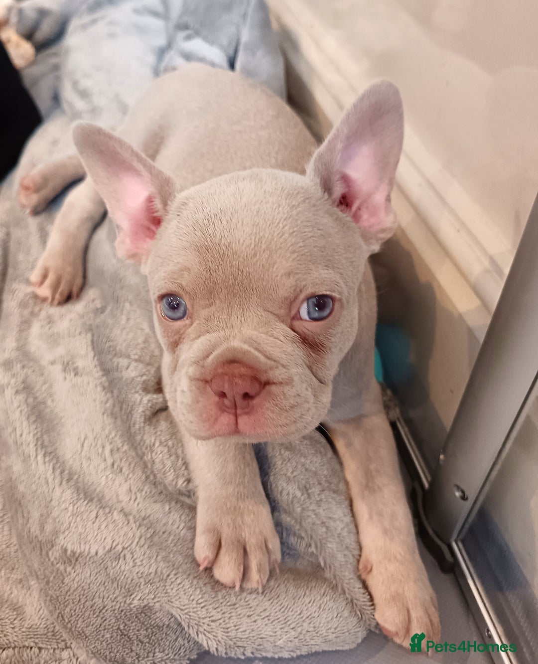 French Bulldog dogs for sale: Our beautiful puppies 😍 - Image 10