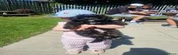Mixed Breed dogs for sale: Shihpoo pups  in Derby - Advert 2