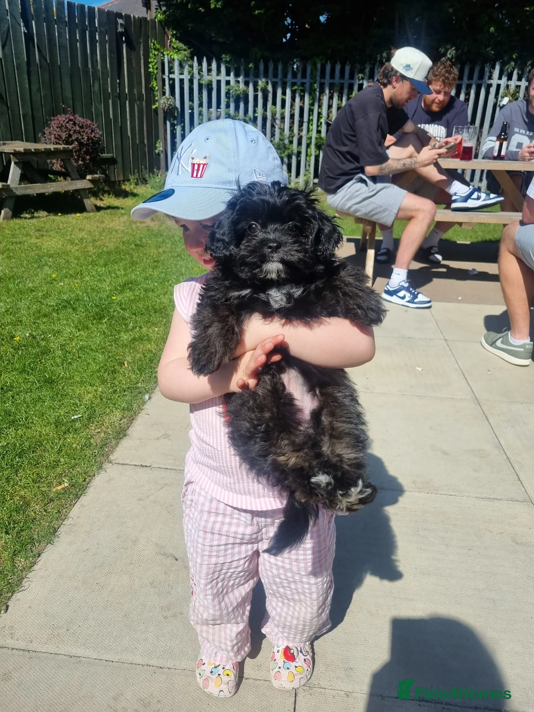 Mixed Breed dogs for sale: Shihpoo pups  in Derby - Advert 2