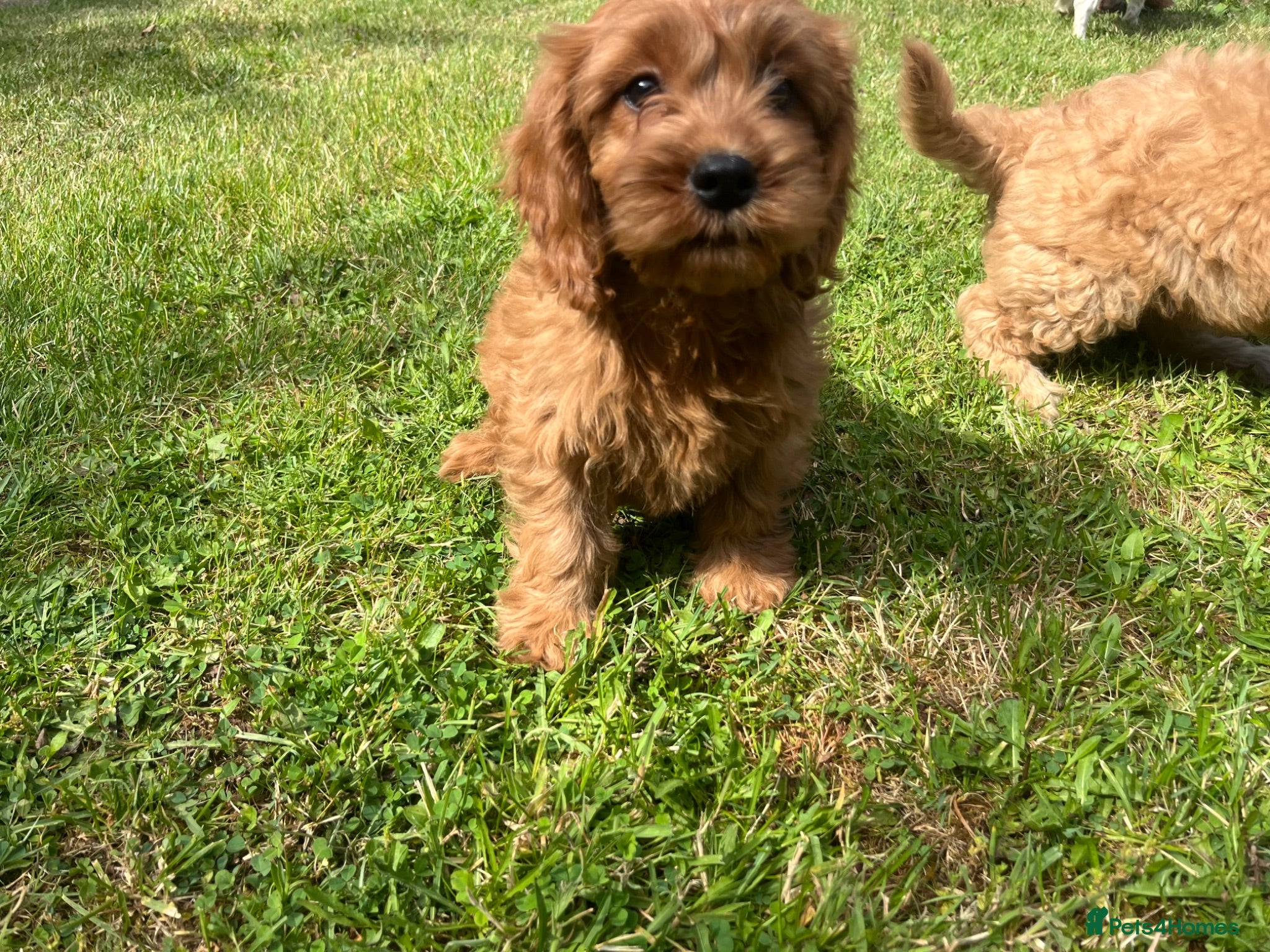 Cavapoo dogs Cavapoo puppies for sale  - Advert 1