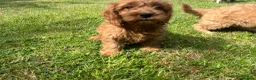 Cavapoo dogs for sale: Cavapoo puppies for sale  in Sittingbourne - Advert 3