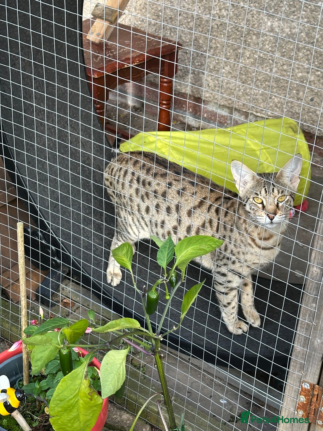 Savannah cats for sale: Savannah F4 girl kittens - Image 2