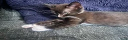 British Longhair cats for sale: 3 female kittens still available  - Advert 7