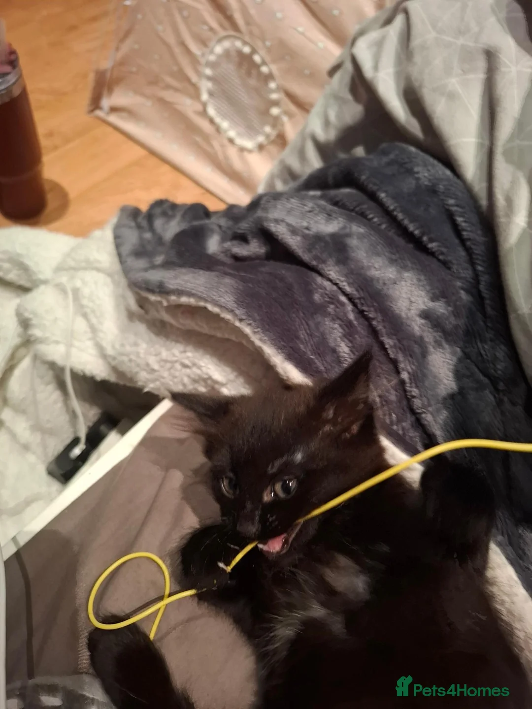 Mixed Breed cats for sale: 6 month old kitten - Advert 10