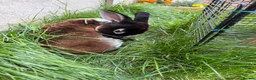 Rex rabbits for sale: 🐰 Beautiful, Very Friendly & Healthy Mini Rex Boy - Advert 4
