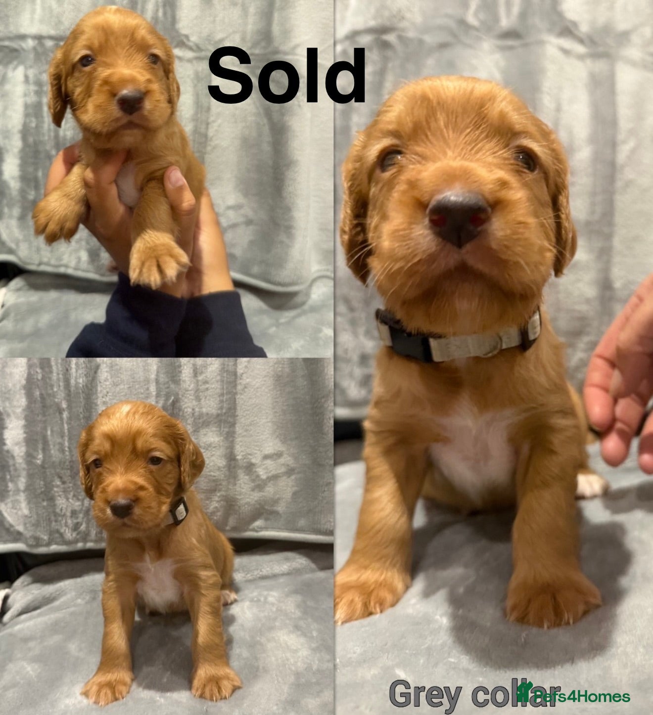 Cocker Spaniel dogs 6 stunning working cocker spaniels  - Advert 2