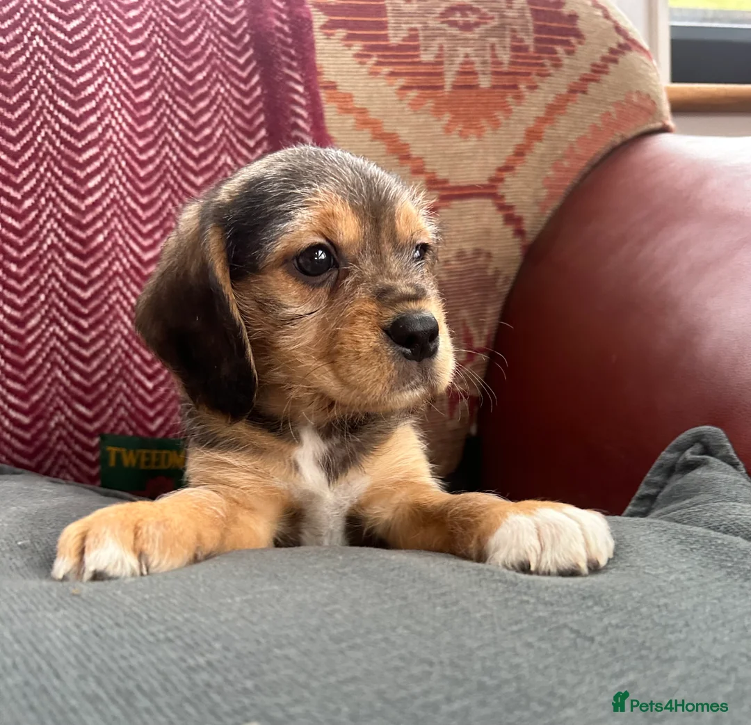 Mixed Breed dogs for sale: 🐾 Absolutely adorable Beagle x Cavapoo 🐾  - Advert 17