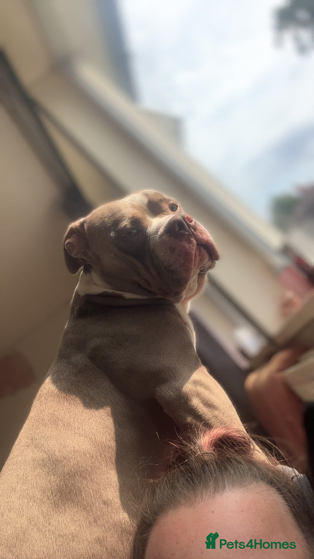 American Bully dogs for sale: Male American bully  - Image 11