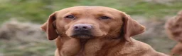Labrador Retriever dogs for sale: Health Tested Labrador Puppies For Sale  - Advert 15