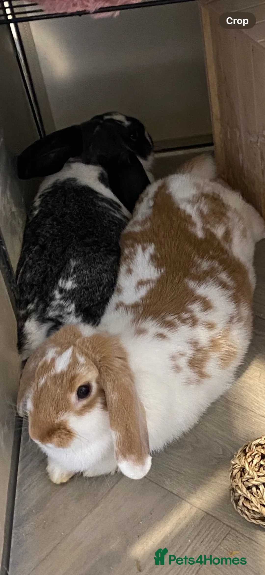 Mixed Breed rabbits for sale: Indoor sister rabbits must go together  in Ebbw Vale - Advert 2