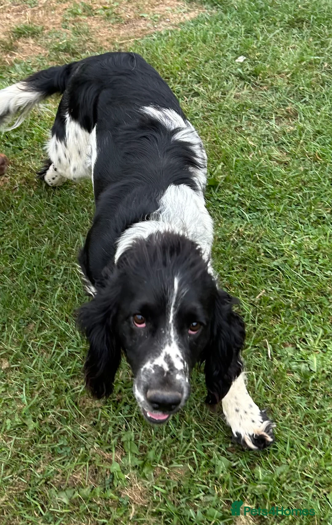 Mixed Breed dogs for sale: STUNNING BORDER COLLIE X COCKER SPANIEL PUP - Advert 7