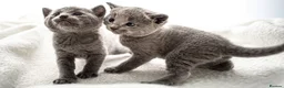 Russian Blue cats for sale: *One Beautiful Russian Blue Male Kitten Left!* - Advert 14