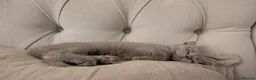 British Shorthair cats for sale: Adorable Silver British Shorthair Kitten for sale  in Dereham - Advert 9