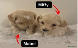 Maltipoo dogs for sale: Adorable F1B Merle** Maltipoo Puppies for sale - Image 16