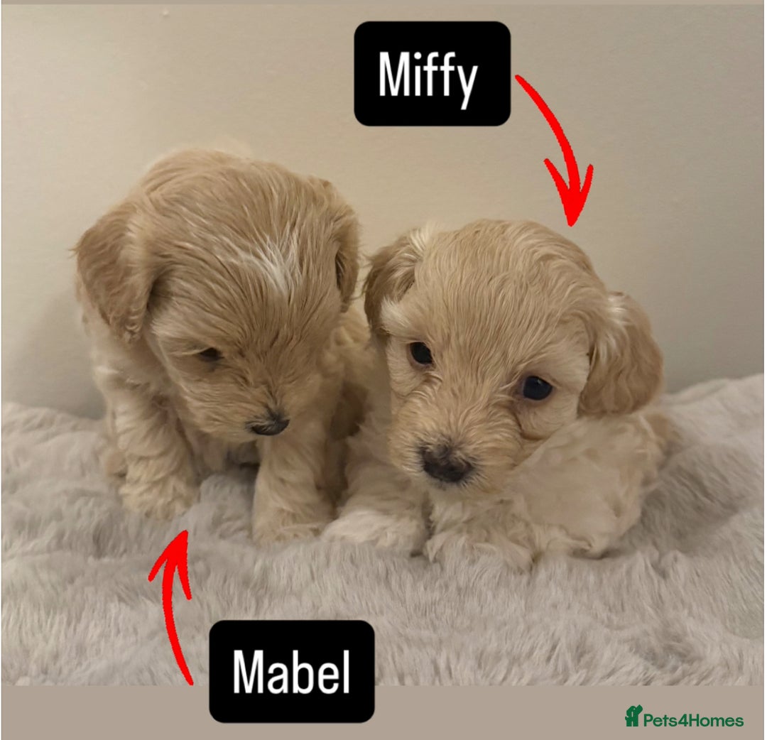 Maltipoo dogs for sale: Adorable F1B Merle** Maltipoo Puppies for sale - Image 16