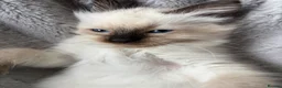 Ragdoll cats for sale: Gorgeous ragdoll kittens!  - Advert 21