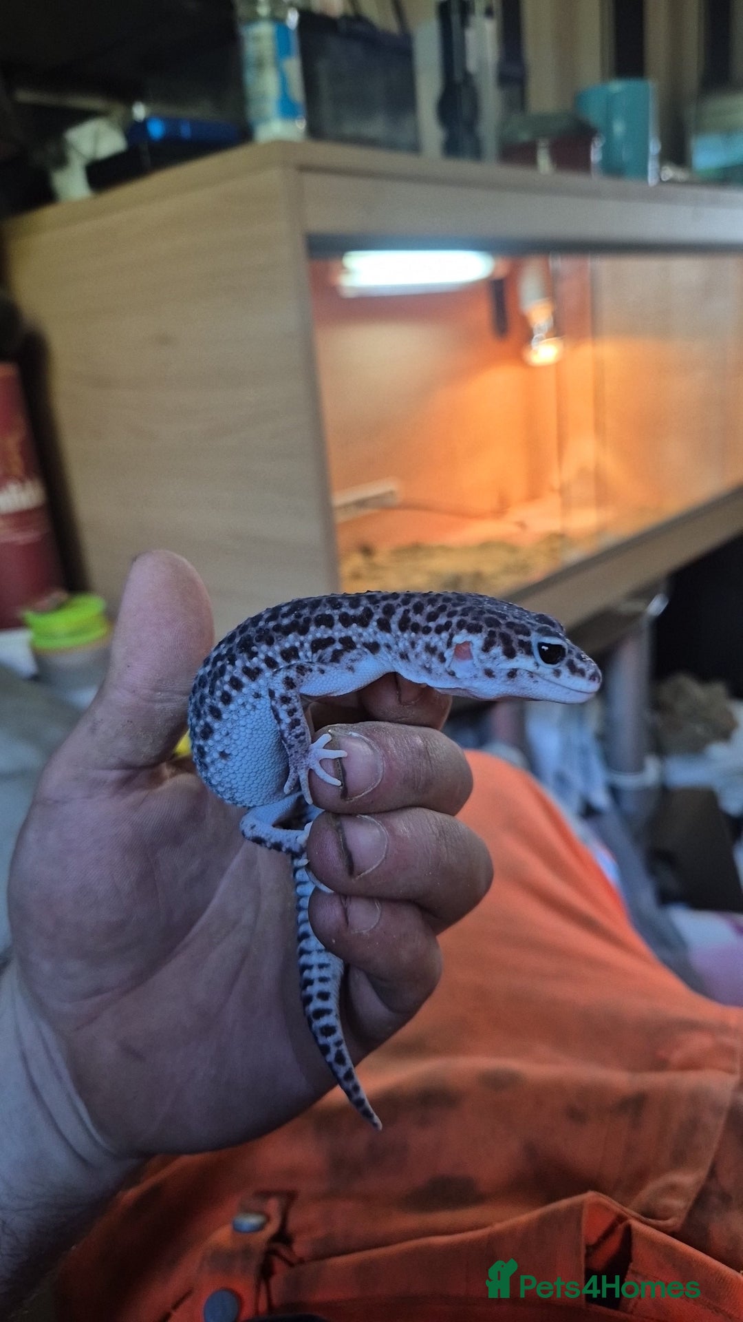 Leopard Gecko reptiles for sale: Leopard geko  - Advert 1