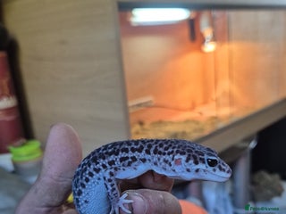 Leopard Gecko reptiles Leopard geko - Advert 1