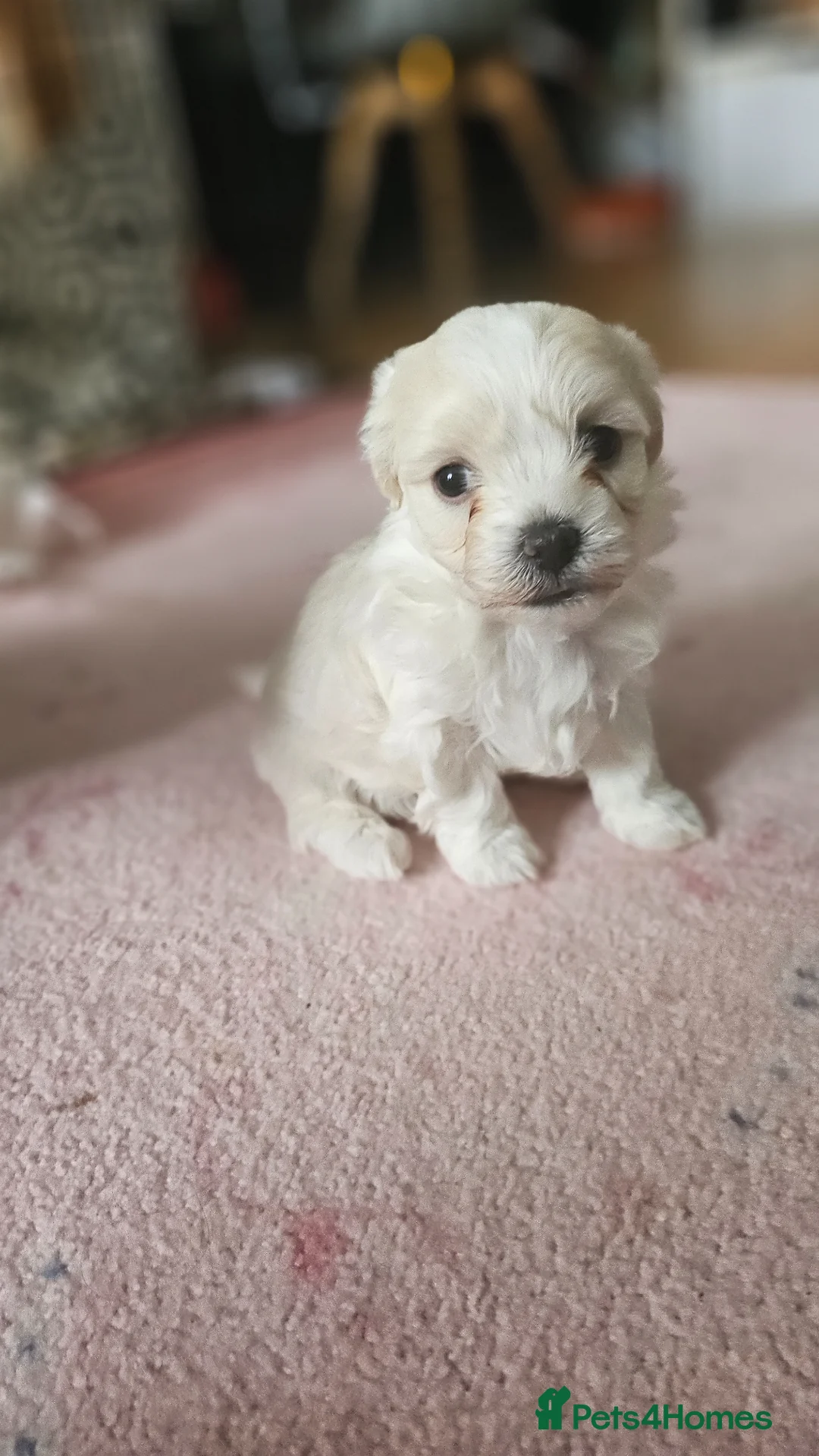 Mixed Breed dogs for sale: Bichon and Maltese mix - Advert 2
