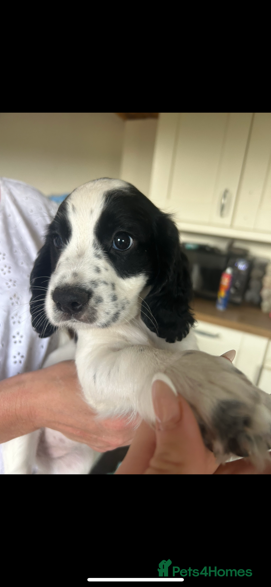 Cocker Spaniel dogs for sale: Excellent pedigree working Cocker Spaniel puppies - Image 7