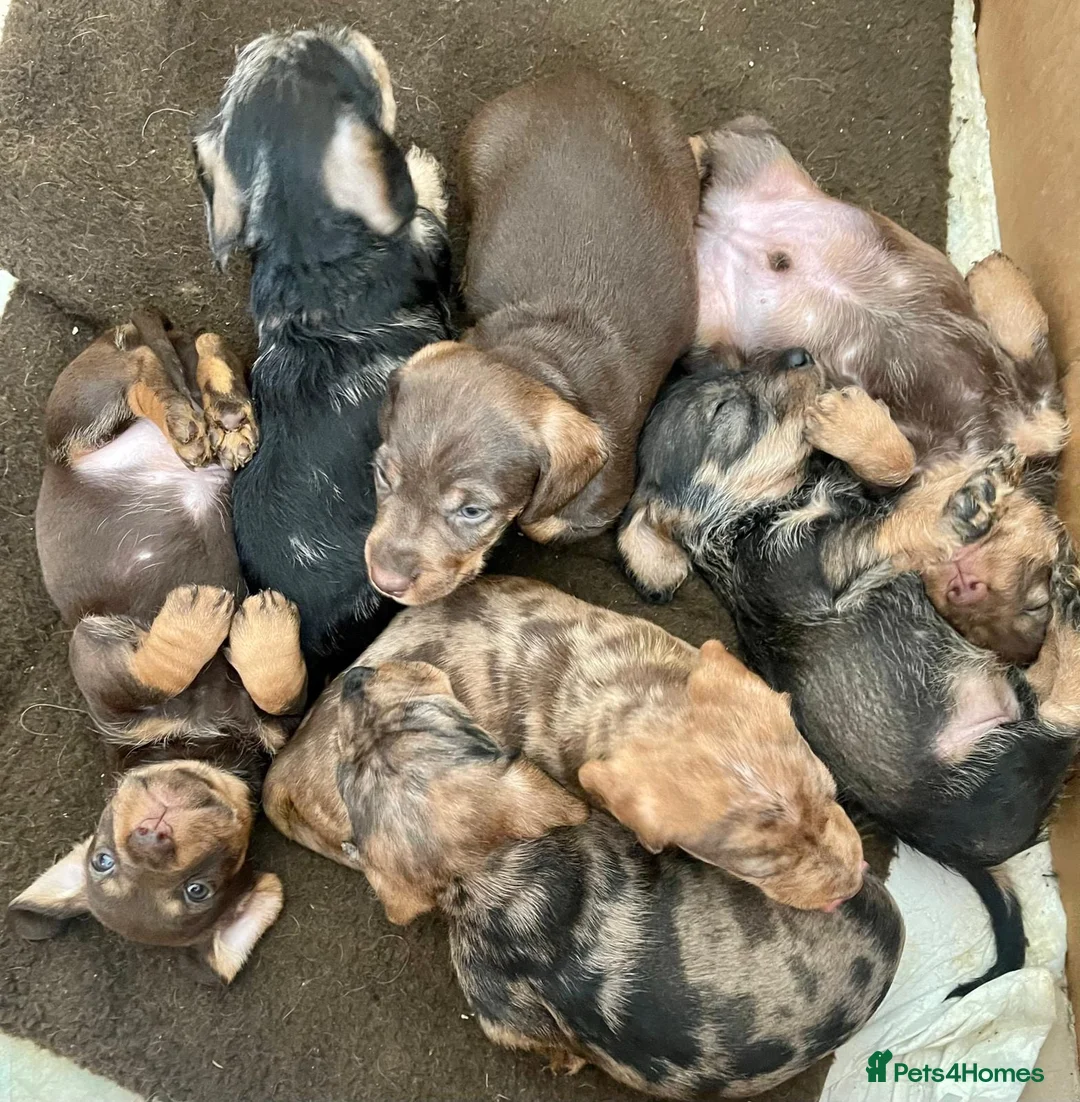 Dachshund dogs for stud: Proven kC Wire haired dachshund teckel stud  in Doncaster - Advert 7