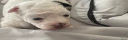 Poochon dogs for sale: Bischoon pups - Advert 6