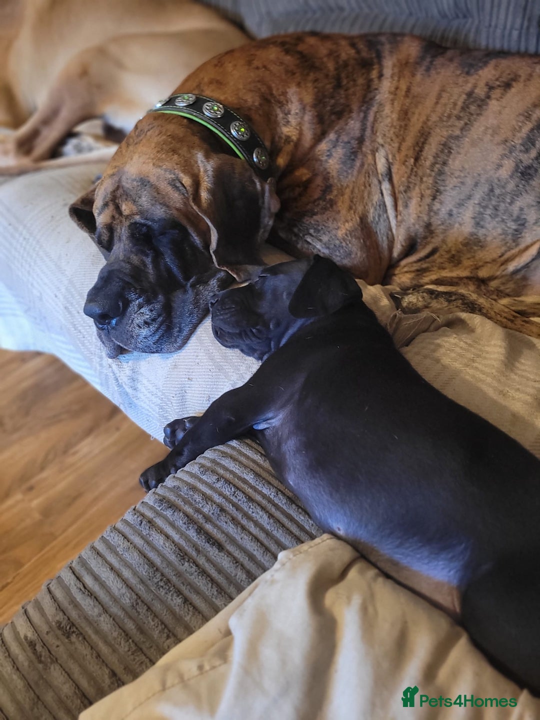 Great Dane dogs for sale: Only 2 beautiful Great Dane girls left. Ready now - Advert 17