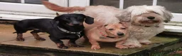 Dachshund dogs for sale: Beautiful Unusual Playful Dachshound pups  - Advert 21