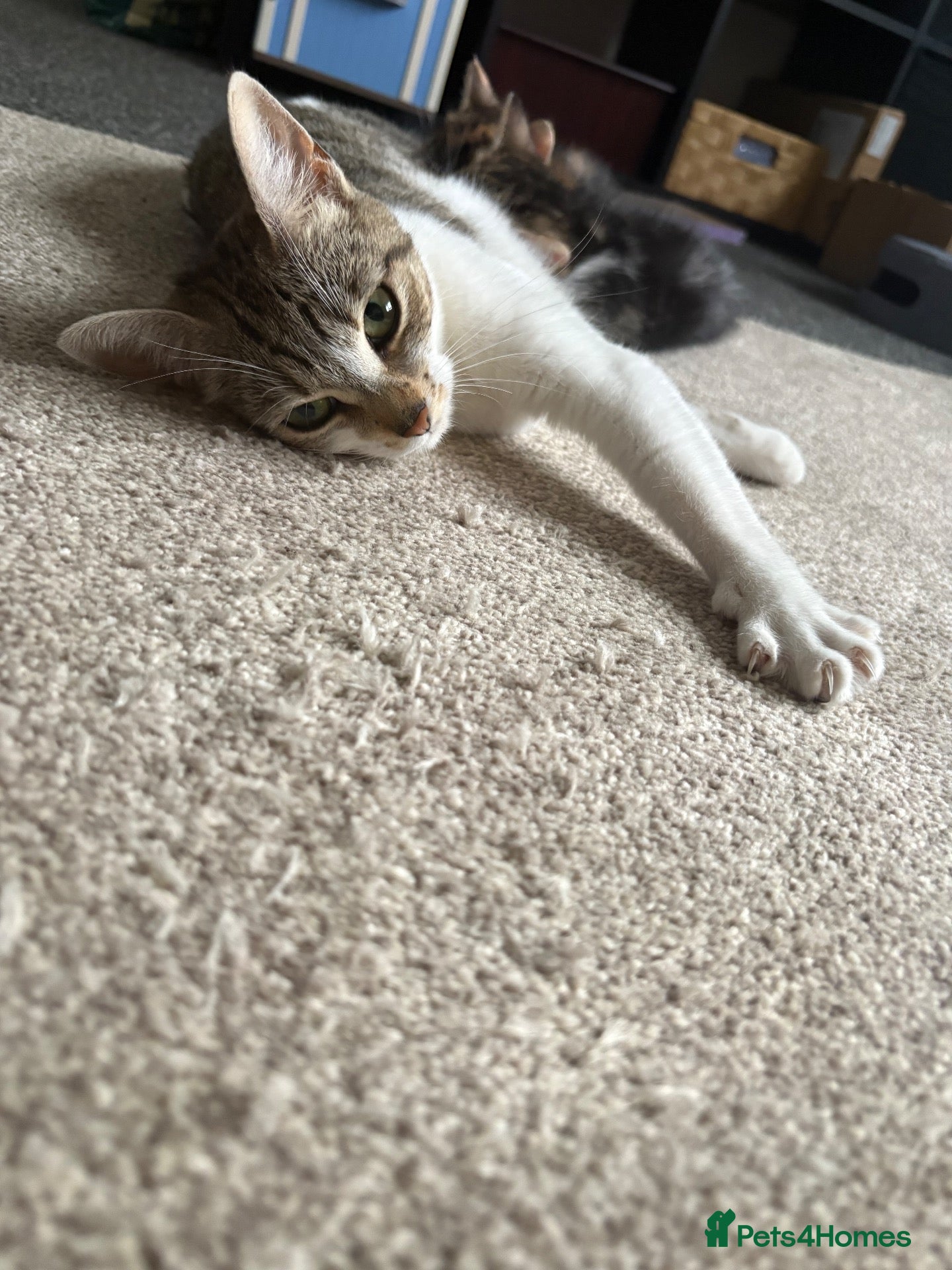 Mixed Breed cats Kittens for sale  - Advert 16