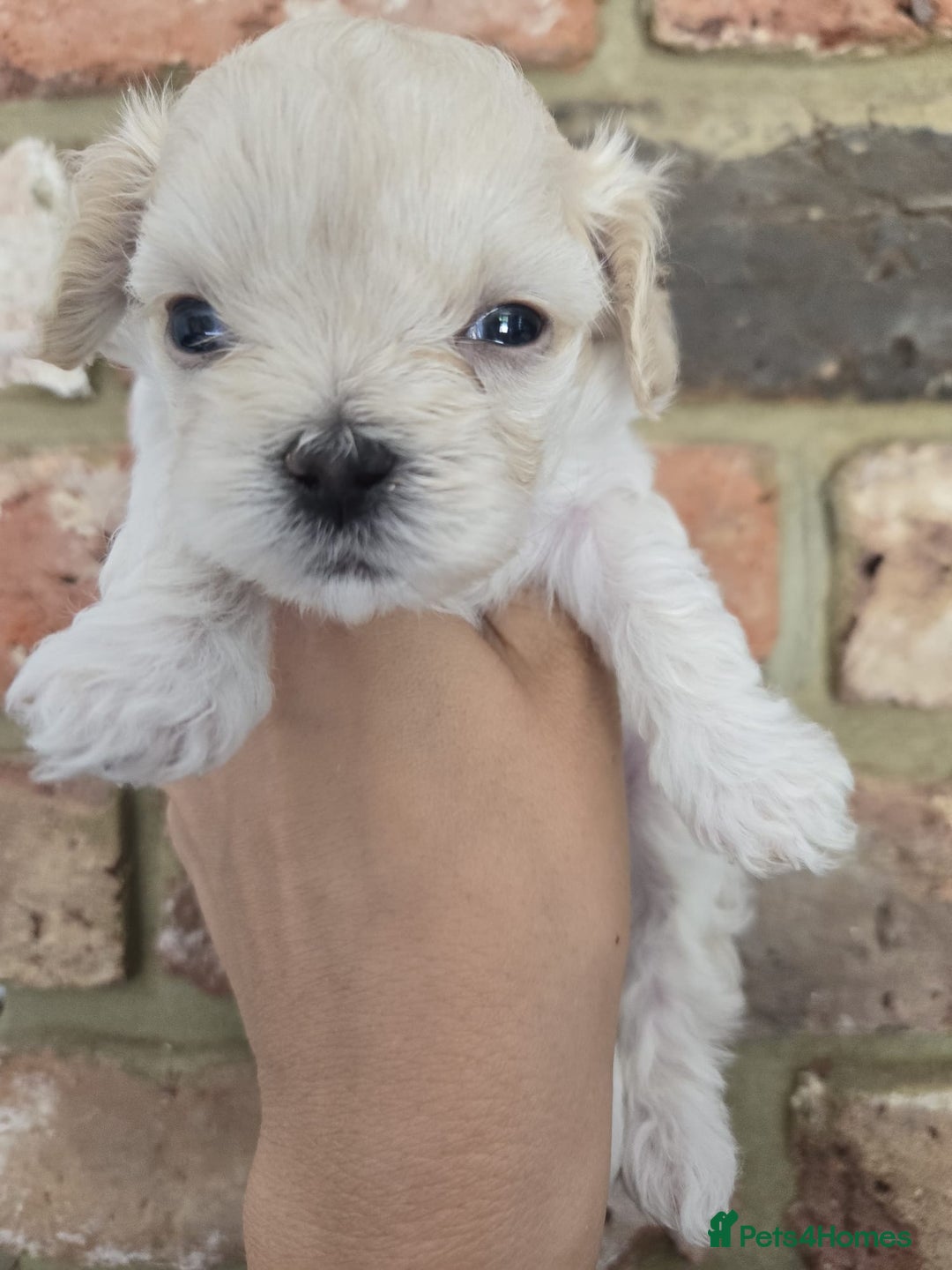 Maltipoo dogs for sale: 🐾 🐾3 Beautiful Maltipoo Girls Available! 🐾 - Image 21