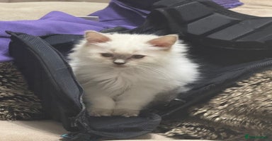 Ragdoll cats - Advert 16