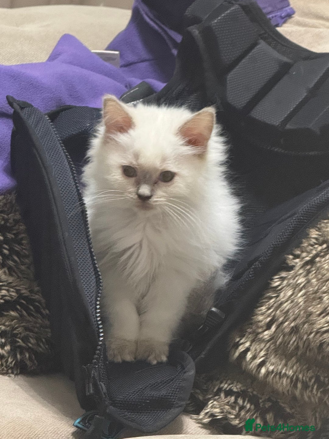 Ragdoll cats for sale: Champion Ragdoll GCCF kittens 🐱 Ready now - Image 2
