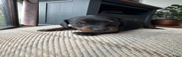 Miniature Dachshund dogs for sale: Ready Soon - Gorgeous KC Reg. Miniature Dachshund - Advert 9