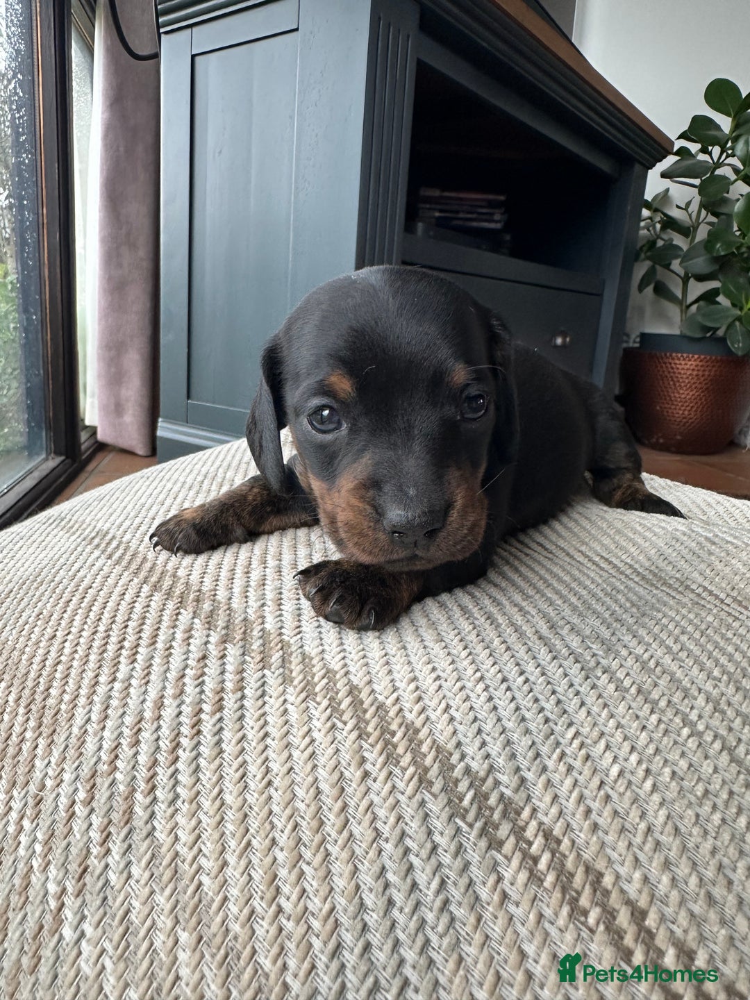 Miniature Dachshund dogs for sale: Ready Soon - Gorgeous KC Reg. Miniature Dachshund - Advert 9