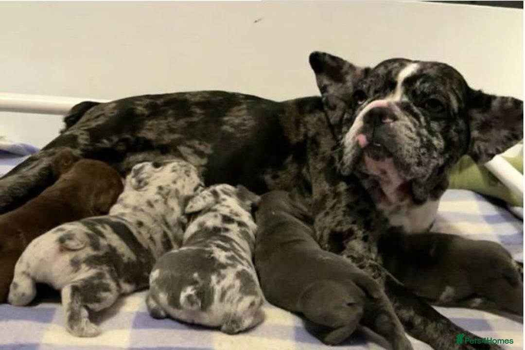 French Bulldog dogs for sale: Adorable French Bulldog Puppies - READY NOW !! - Image 5