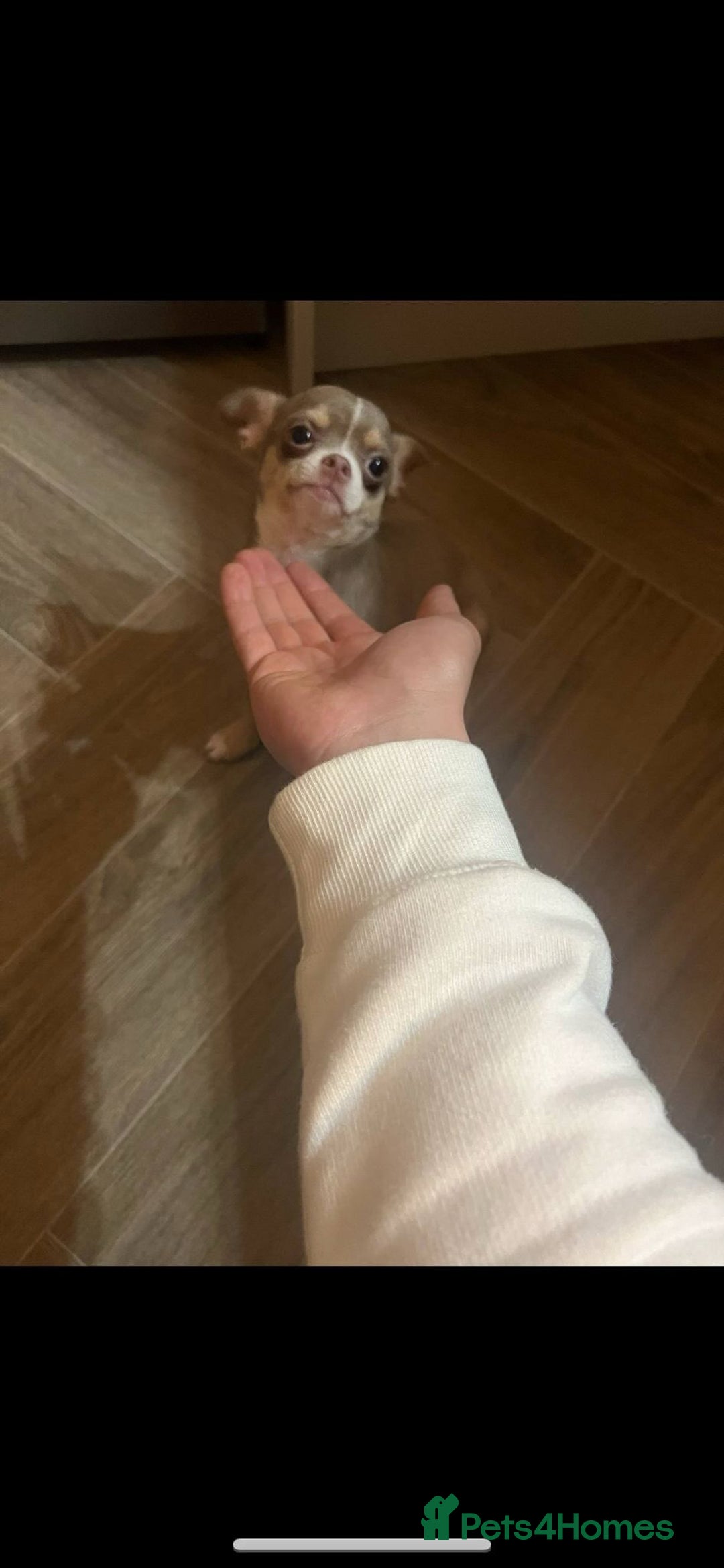 Chihuahua dogs for sale: Cheetos  - Advert 3