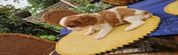 Cavalier King Charles Spaniel dogs for sale: Beautiful Cavalier King Charles Spaniel 7 Puppies - Advert 20