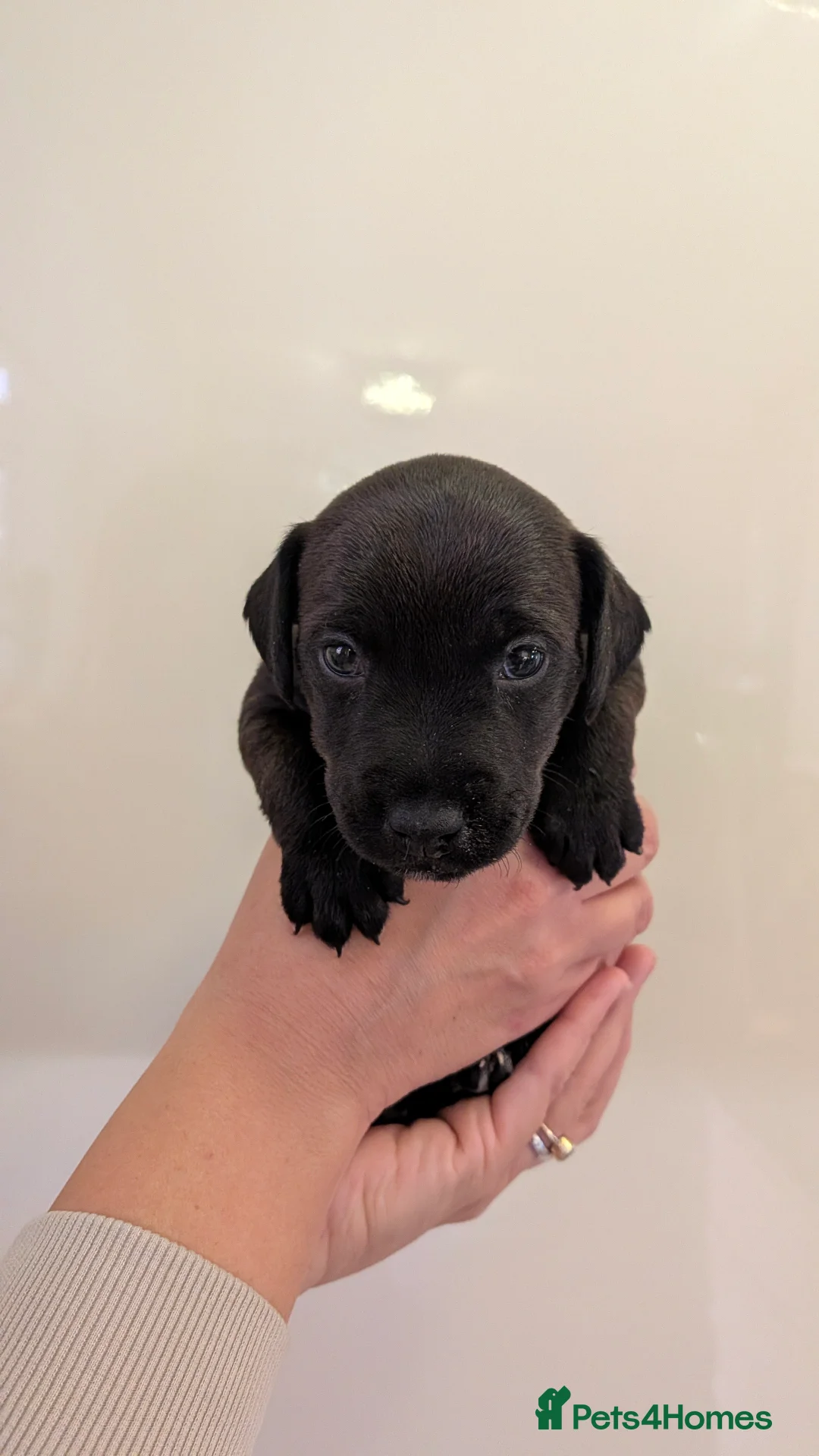 Patterdale Terrier dogs for sale: Smooth coat Patterdale Terrier Puppies - Advert 12