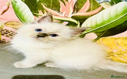 Ragdoll cats for sale: A stunning litter of ragdolls  - Image 3