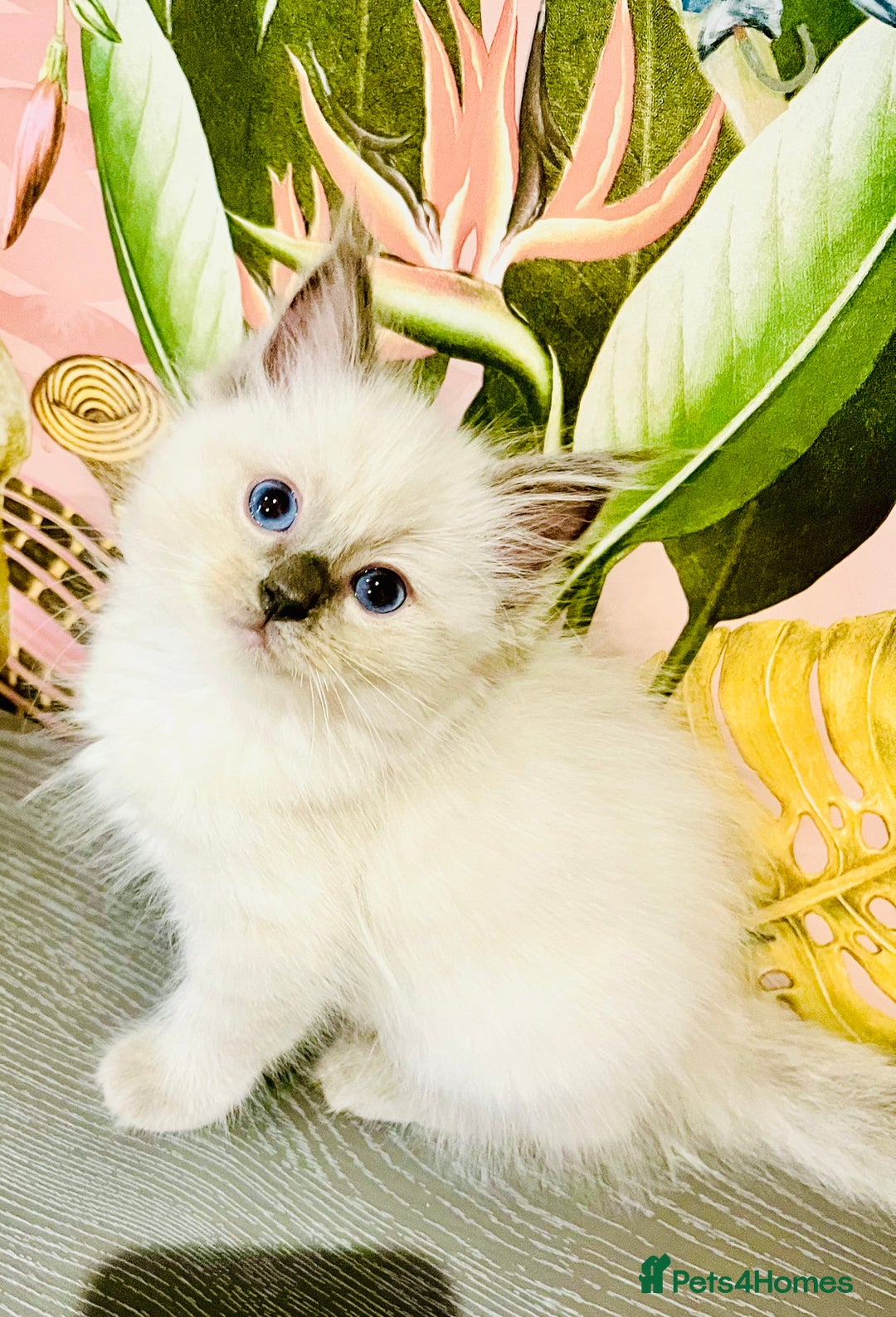 Ragdoll cats for sale: A stunning litter of ragdolls  - Image 3
