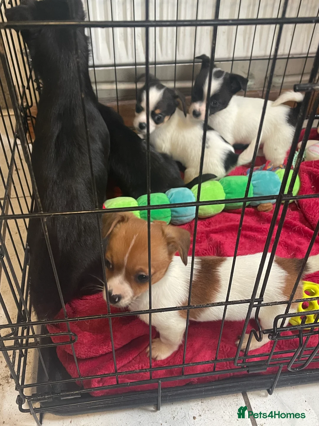 Jack Chi dogs for sale: Puppies for sale  in Ellesmere Port - Advert 1