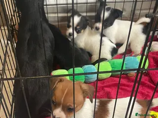 Jack Chi dogs Puppies for sale - Advert 1