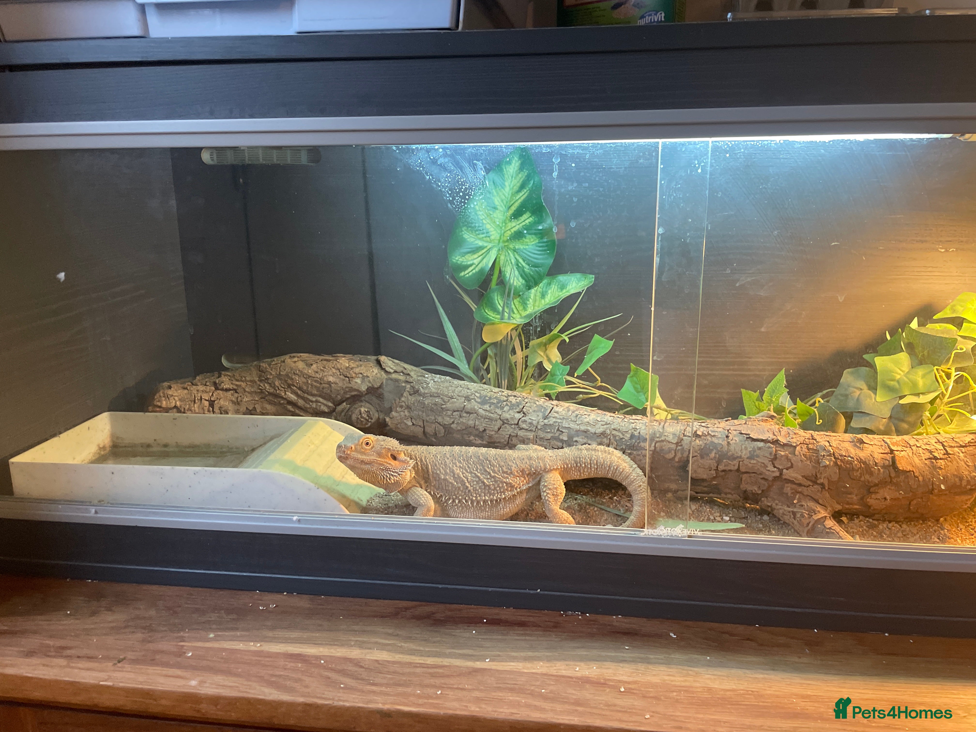 Bearded Dragon reptiles Female bearded dragon - Advert 2