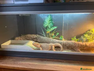 Bearded Dragon reptiles Female bearded dragon - Advert 2