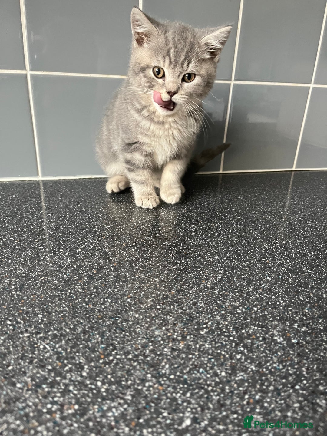 British Shorthair cats for sale: One male and one female remain - Advert 13