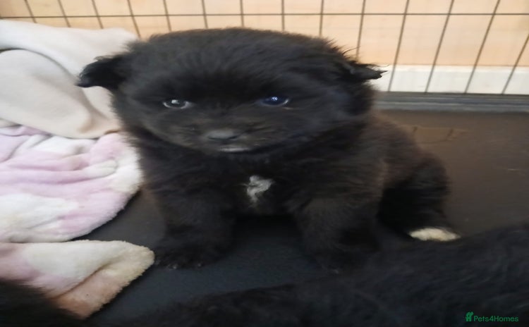 Pomsky dogs - Advert 1