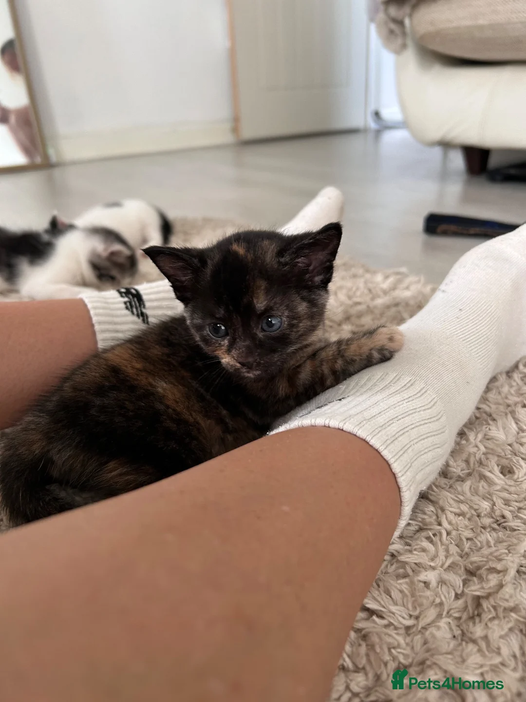 Mixed Breed cats for sale: Mum and kitten  - Advert 4