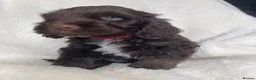 Cockapoo dogs for sale: Cockapoo puppies  - Advert 25