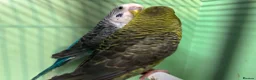 Budgerigars birds for sale: Black wing split to bf/bw pair - Advert 10