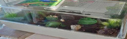 Snails invertebrates for sale: 2 X Giant African Land Snails with enclosure. in New Milton - Advert 6